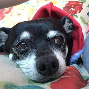 Meet your Posher, Marilyn